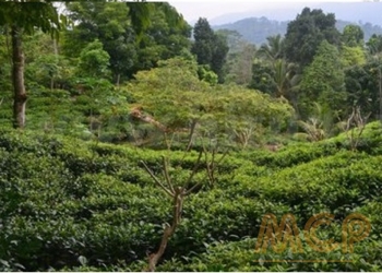 Land | For Sale | Matara - Reference L3376