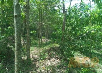 Land | For Sale | Galigamuwa - Reference L3345